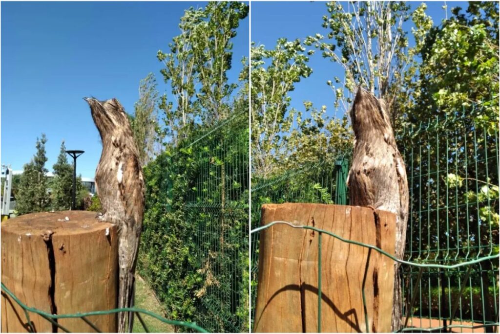 “ave-fantasma”-com-poder-de-camuflagem-intriga-moradores-do-parana