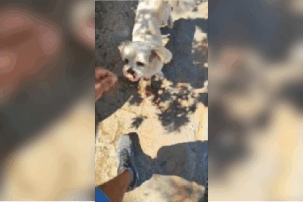 membro-do-pcc-usou-cachorro-perdido-para-obter-informacoes-de-medina