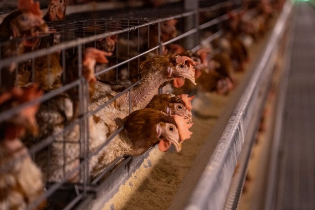Alemanha sacrifica 500 mil aves para conter gripe aviária