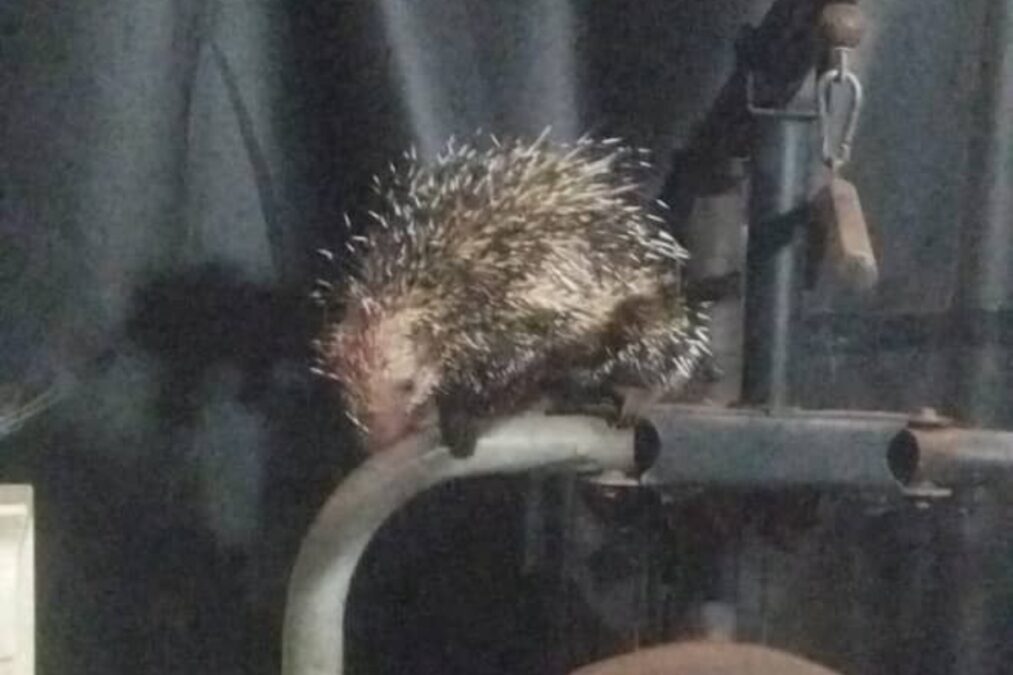 Cachorro fica ferido após porco-espinho invadir casa, no Gama