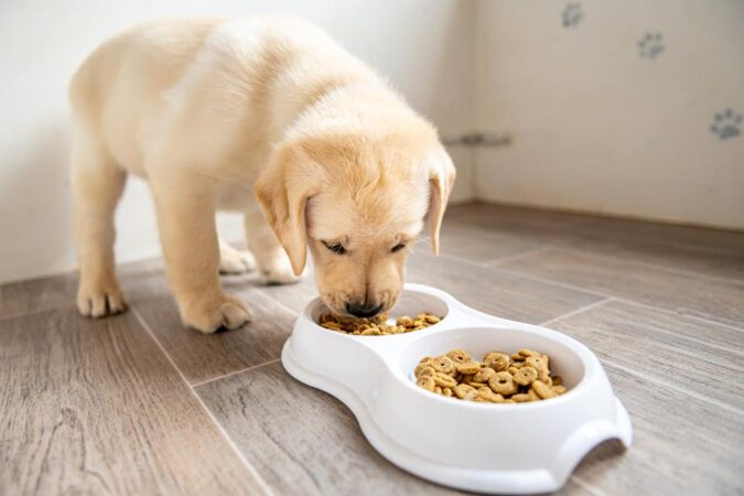 tutores-buscam-alimentos-com-ingredientes-naturais-para-caes-e-gatos