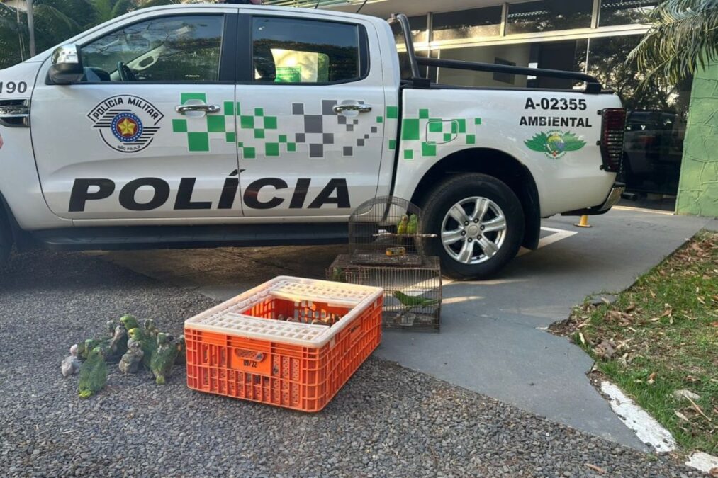 Pai e filho são autuados em R$ 182 mil por traficar papagaios em SP