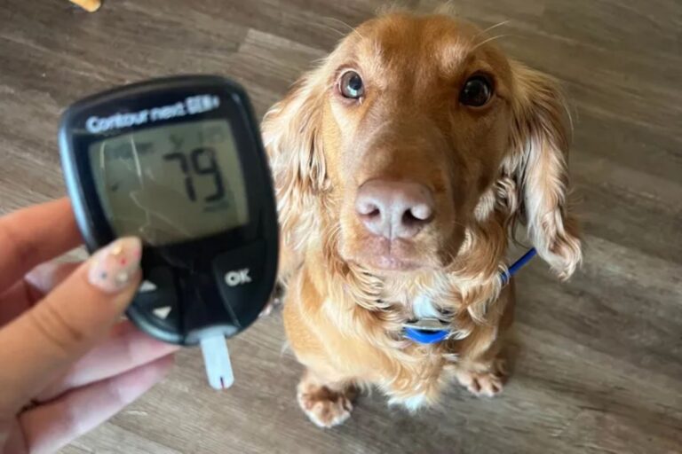 mesmo-a-distancia,-cao-de-servico-alerta-mae-de-crianca-com-diabetes