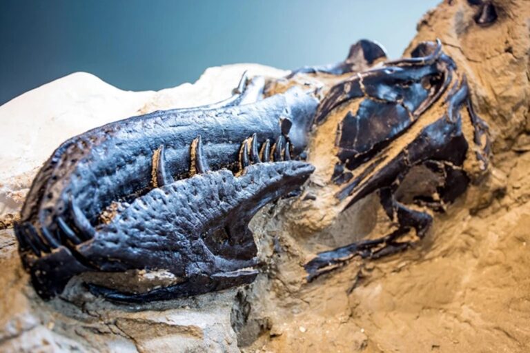 mini-t-rex?-cientistas-desvendam-misterio-por-tras-de-fossil-de-2006
