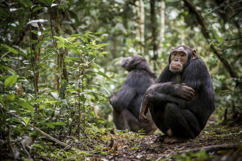 Primatas sensatos: estudo aponta que chimpanzés podem mudar de opinião