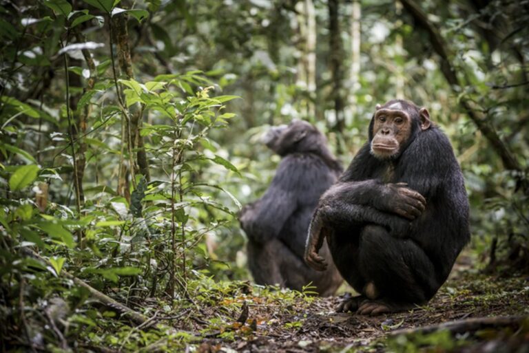 primatas-sensatos:-estudo-aponta-que-chimpanzes-podem-mudar-de-opiniao