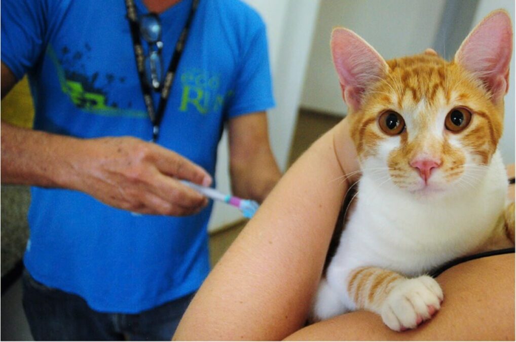 Cães e gatos poderão ser vacinados gratuitamente neste sábado (1º/11)