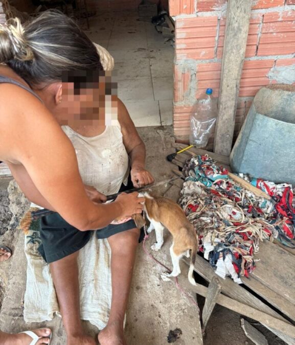 Polícia Civil resgata cadela vítima de maus-tratos e descobre tutora idosa em situação de risco