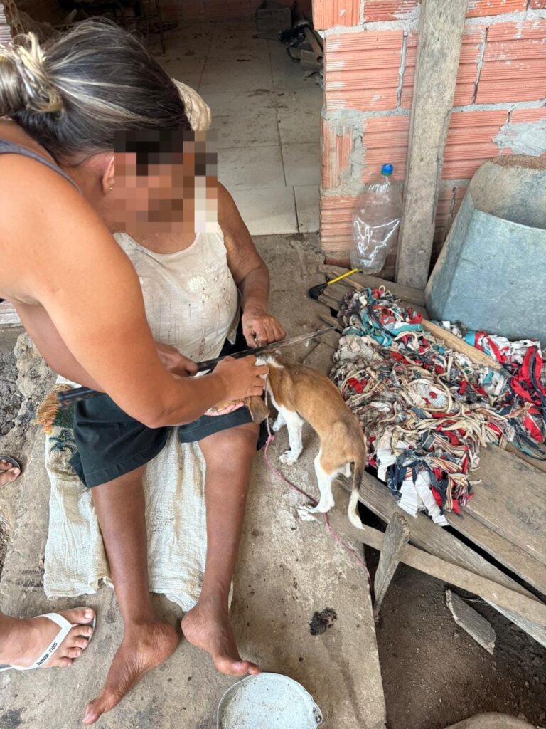 Animal foi encontrado amarrado, desnutrido e sem acesso a água e alimentação. Foto: cedida