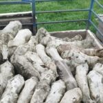 Imagem do WhatsApp de 2025-10-31 à(s) 15.39.00_03d0ef44