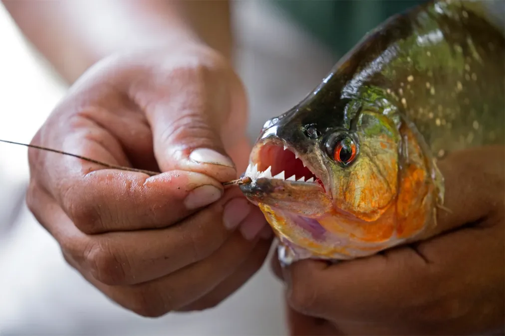 Ataque de piranhas fere banhistas em balneário de Manacapuru