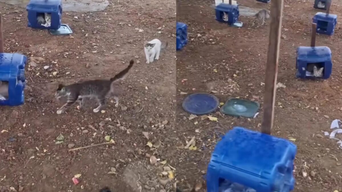 Vídeo de “condomínio de gatos” à beira da estrada encanta a internet