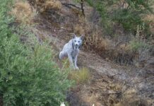 Fotógrafo captura imagem rara de “fantasma branco”: um lince-ibérico com leucismo Lince-ibérico totalmente branco — Foto: Reprodução/X