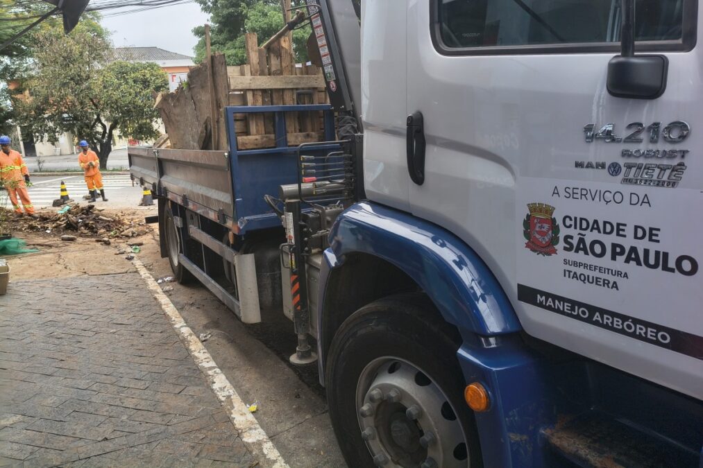 Poda de árvores: 1/3 dos pedidos feitos este ano em SP está em aberto