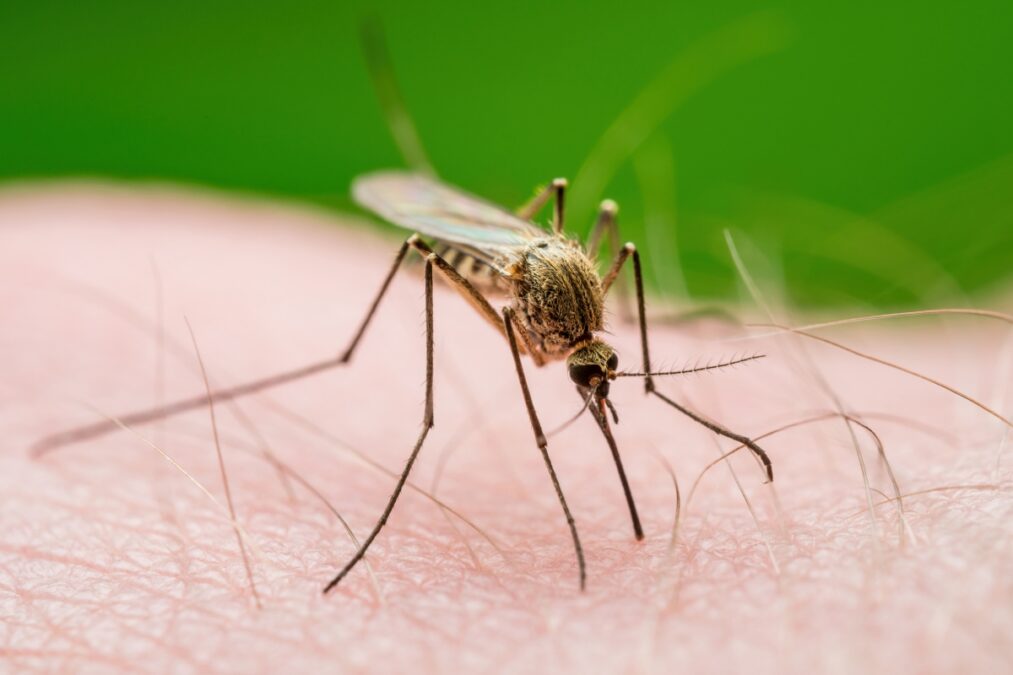 Nova espécie de mosquito da leishmaniose é descoberta em SP