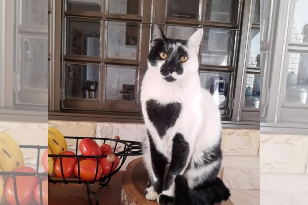 Gato SRD é eleito o mais bonito do Brasil com “marca de amor”
