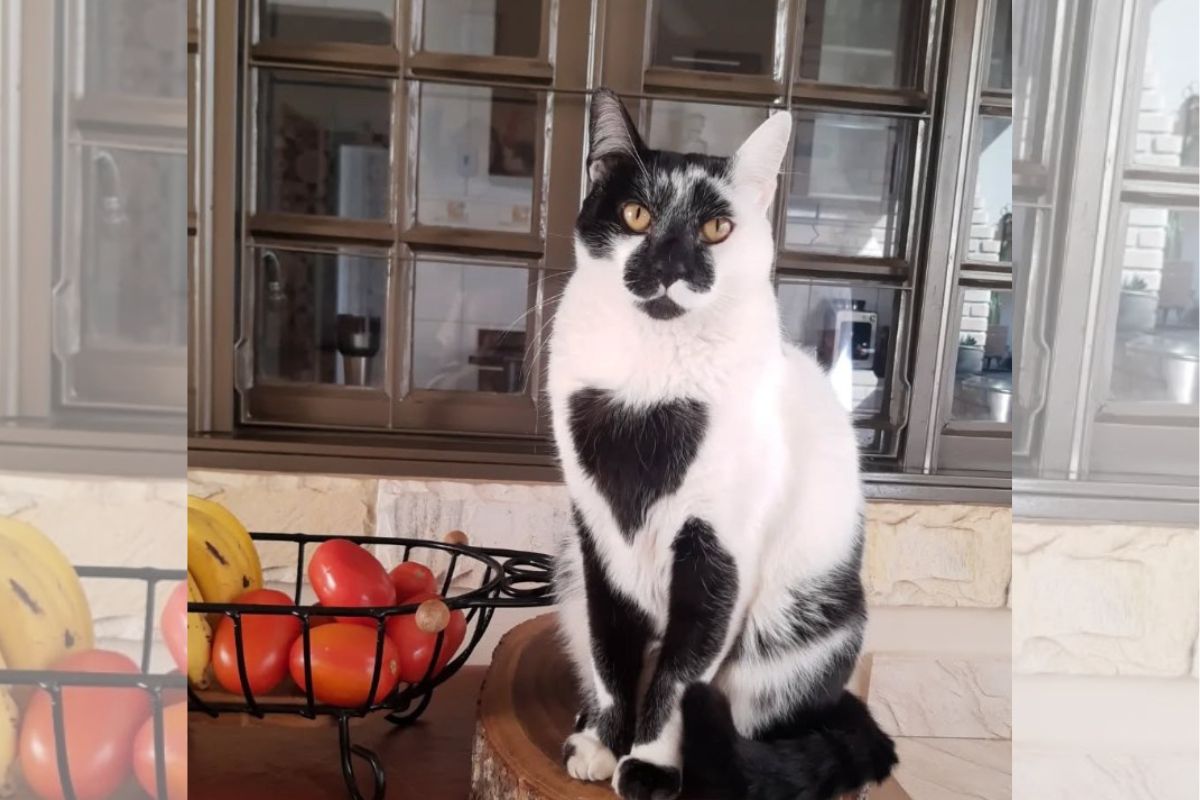 gato-srd-e-eleito-o-mais-bonito-do-brasil-com-“marca-de-amor”