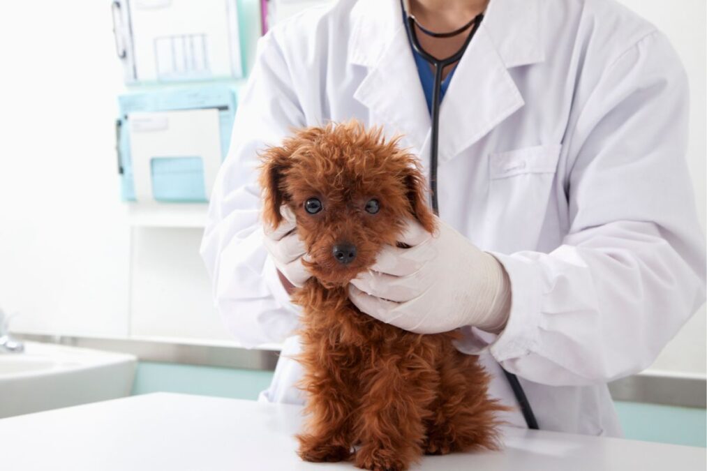 Vacina para pets: 8 “verdades” que te contam, mas que são falsas