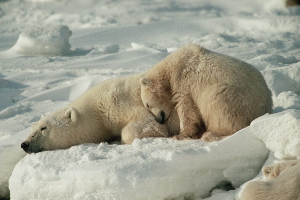 Por que alguns animais hibernam e como sobrevivem ao frio extremo