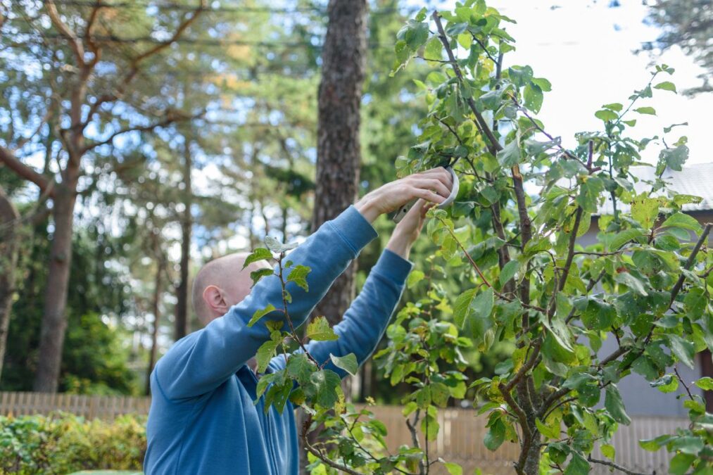 Árvore com frutos anti-inflamatórios se adapta a espaços pequenos