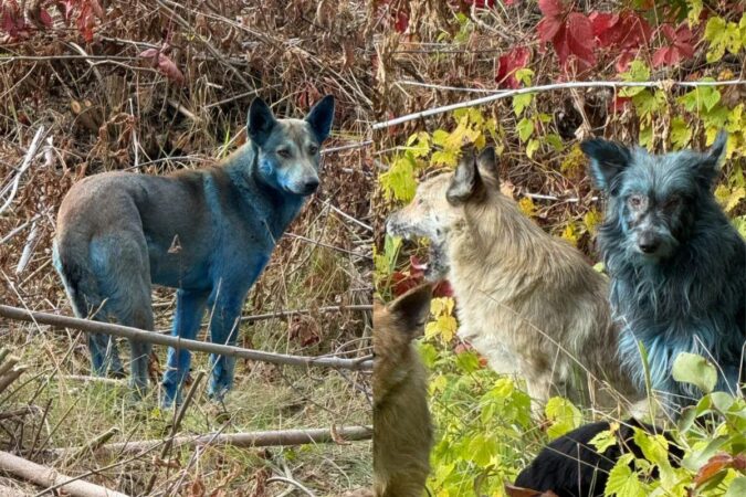 caes-azuis?-descubra-o-motivo-por-tras-do-misterio-em-chernobyl