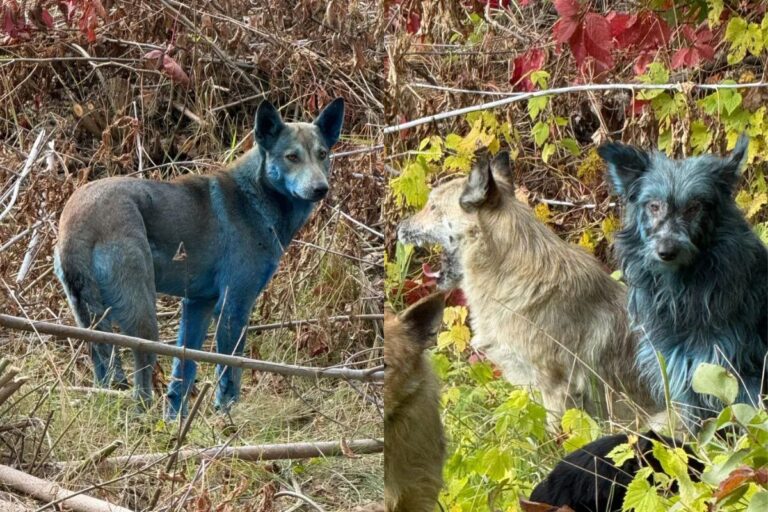 caes-azuis?-descubra-o-motivo-por-tras-do-misterio-em-chernobyl