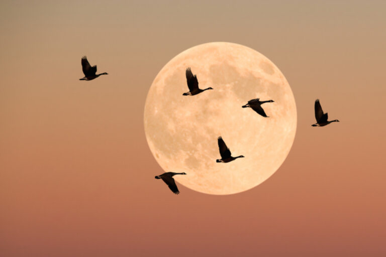 lua-cheia-em-touro:-o-que-cada-signo-pode-esperar