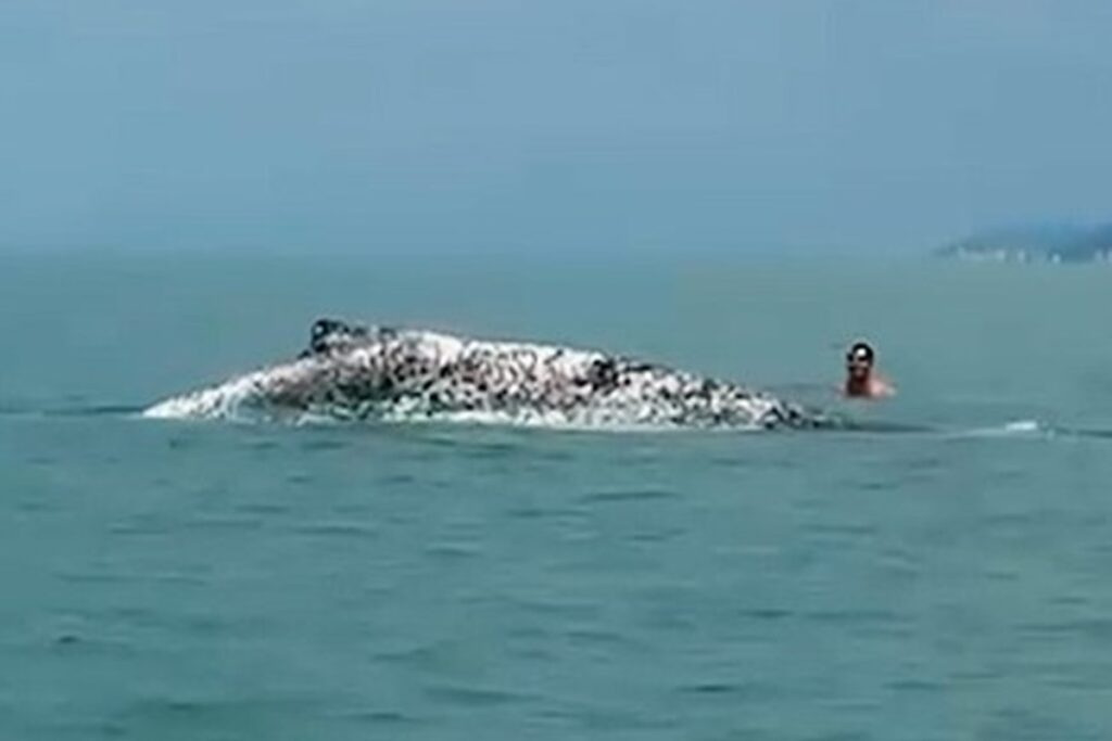 ibama-multa-homens-por-interagir-com-baleia-jubarte-debilitada