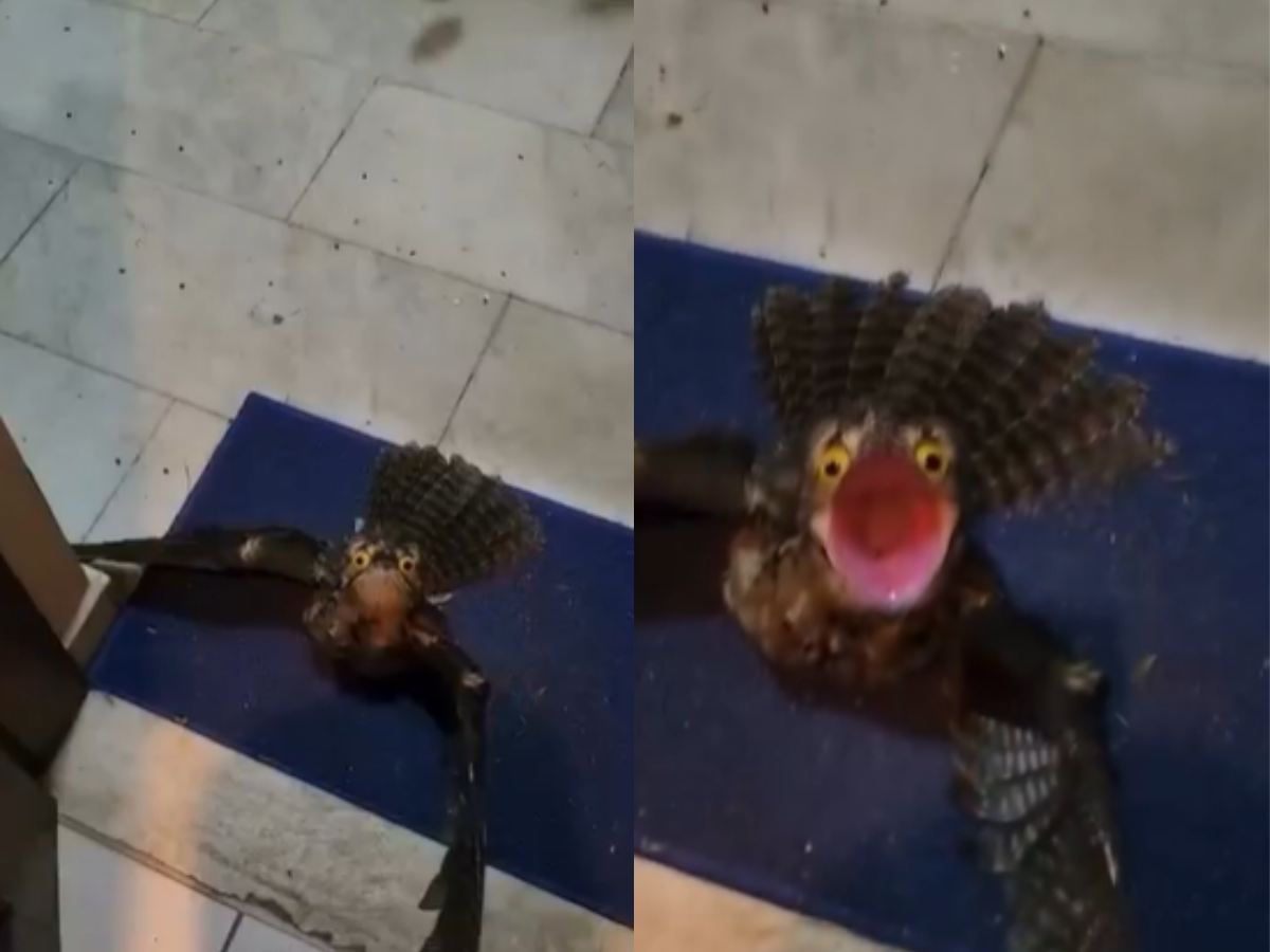 Ave de olhos esbugalhados e grito assustador surpreende morador em SC