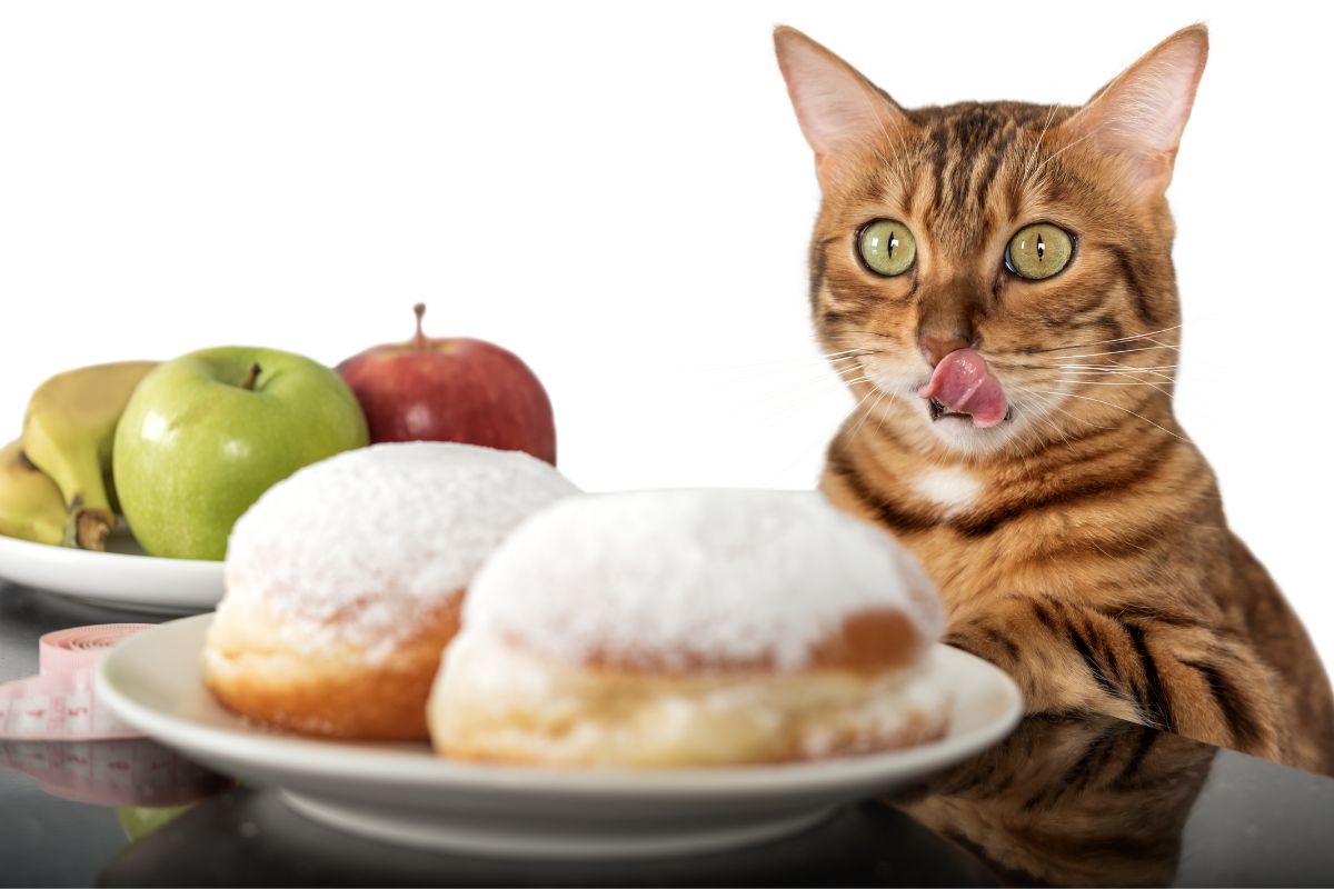 o-doce-engano:-por-que-acucar-nao-combina-com-a-dieta-do-gato