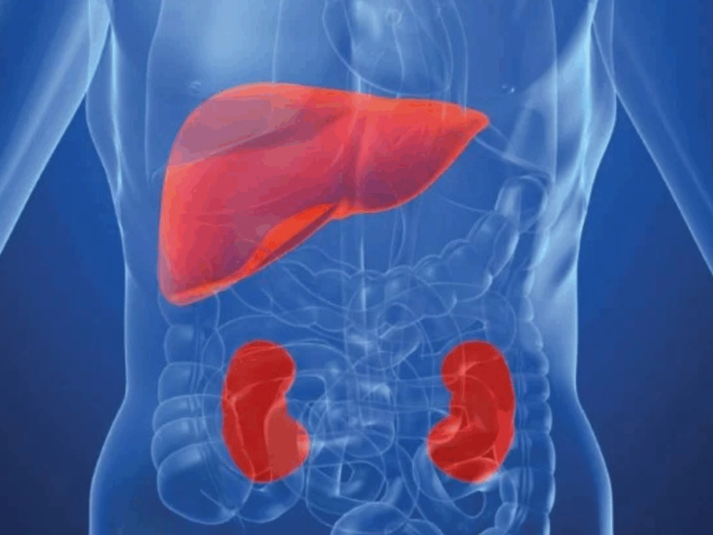 hiperoxaluria-primaria-tipo-1-(hp1):-o-que-e-a-doenca-ultrarrara-que-afeta-rins-e-figado