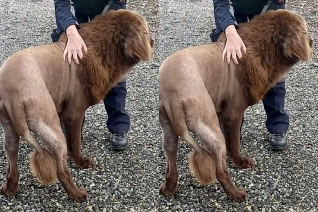 leao-na-floresta?-policia-desvenda-historia-de-animal-misterioso