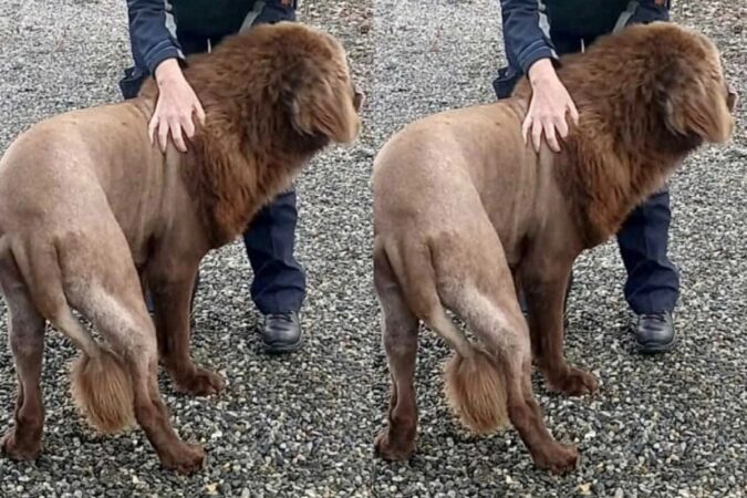 leao-na-floresta?-policia-desvenda-historia-de-animal-misterioso