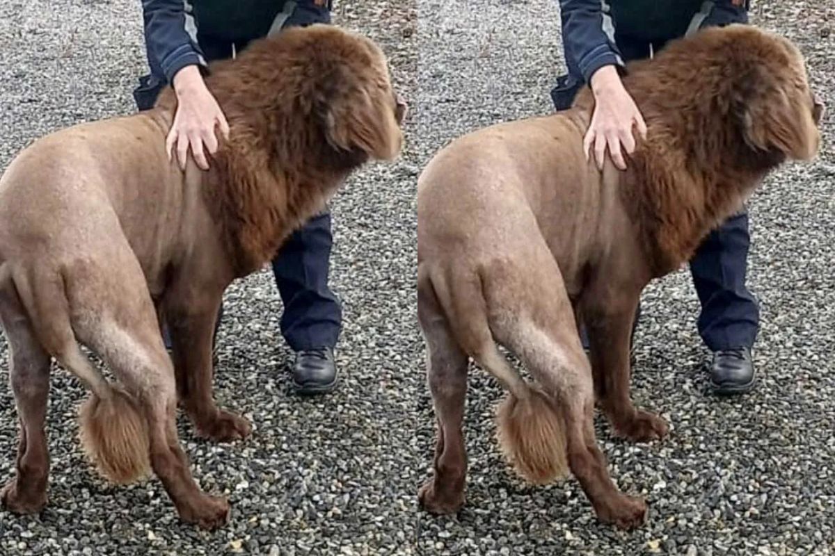 leao-na-floresta?-policia-desvenda-historia-de-animal-misterioso