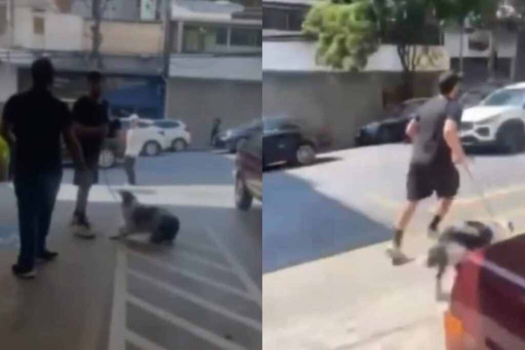 homem-entra-em-centro-de-adocao-e-foge-com-filhote-de-border-collie