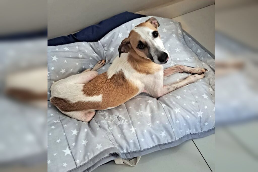 cachorro-que-sumiu-apos-ser-atacado-por-dois-caes-no-df-e-encontrado