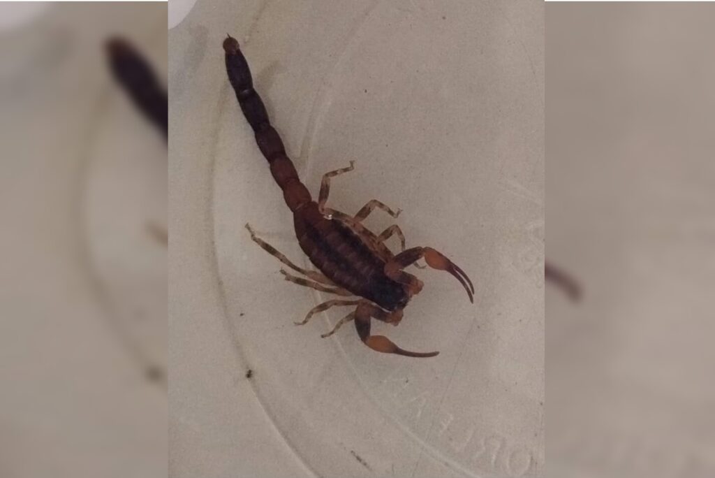 distrito-federal-registra-em-media-13-acidentes-com-escorpiao-por-dia