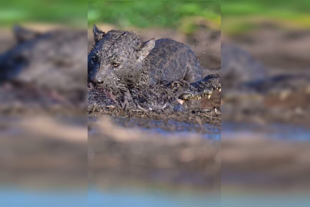pantanal:-fotografo-frances-flagra-luta-na-lama-entre-onca-e-jacare