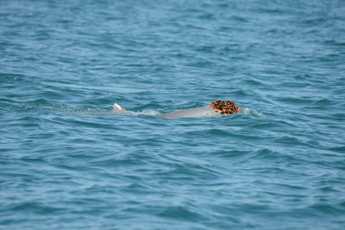 habito-inusitado-de-golfinhos-chama-atencao-e-tem-explicacao-curiosa