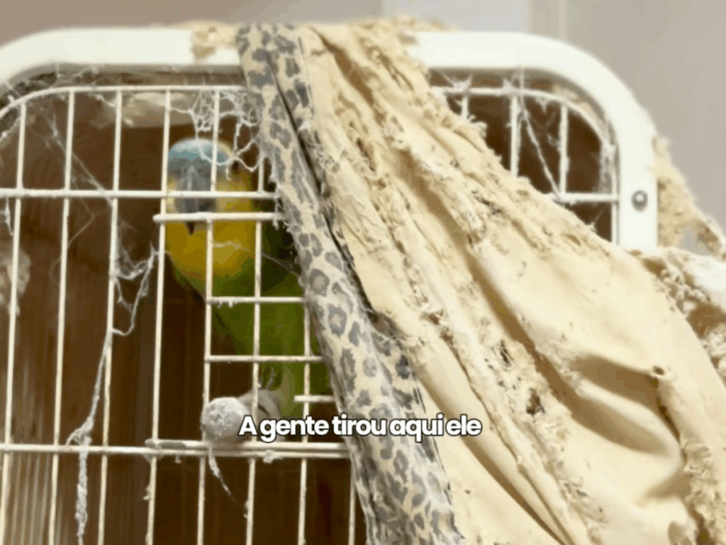 resgate-em-sao-paulo:-papagaio-e-salvo-de-maus-tratos-e-vivera-em-liberdade