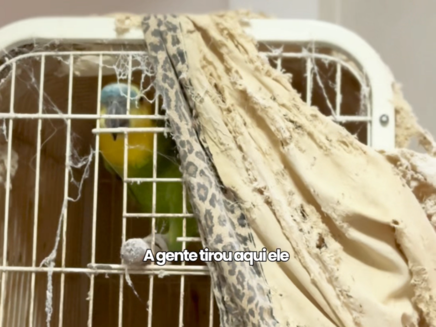 Resgate em São Paulo: Papagaio é salvo de maus-tratos e viverá em liberdade