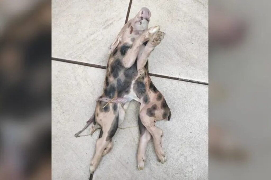 leitao-nasce-com-dois-corpos-e-uma-cabeca-em-santa-catarina