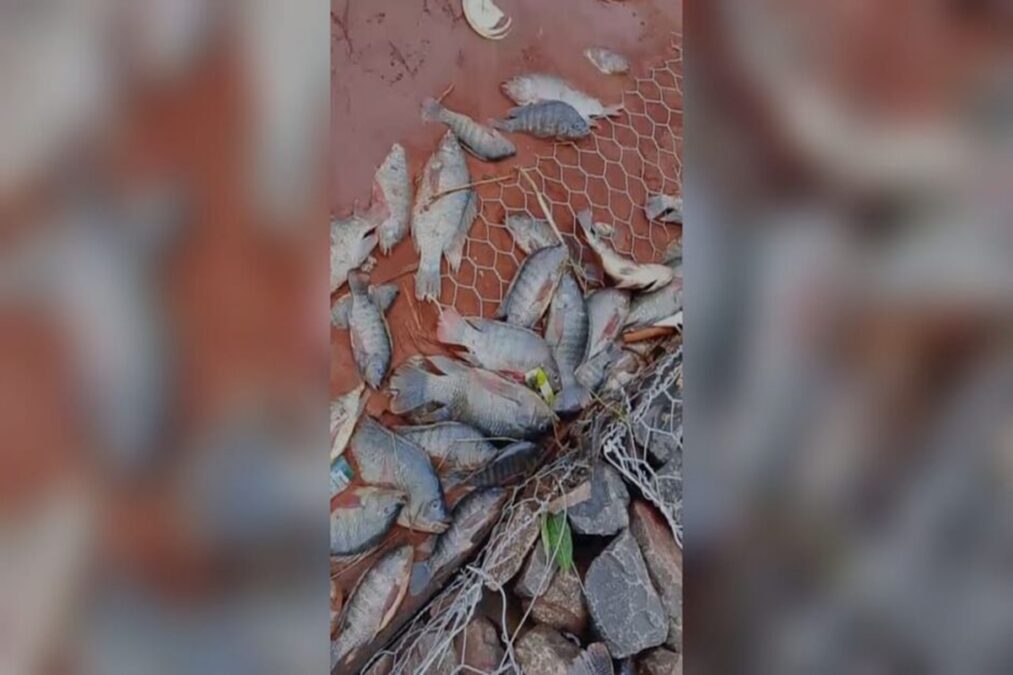 Peixes são encontrados mortos após corrego transbordar em MS. Vídeo