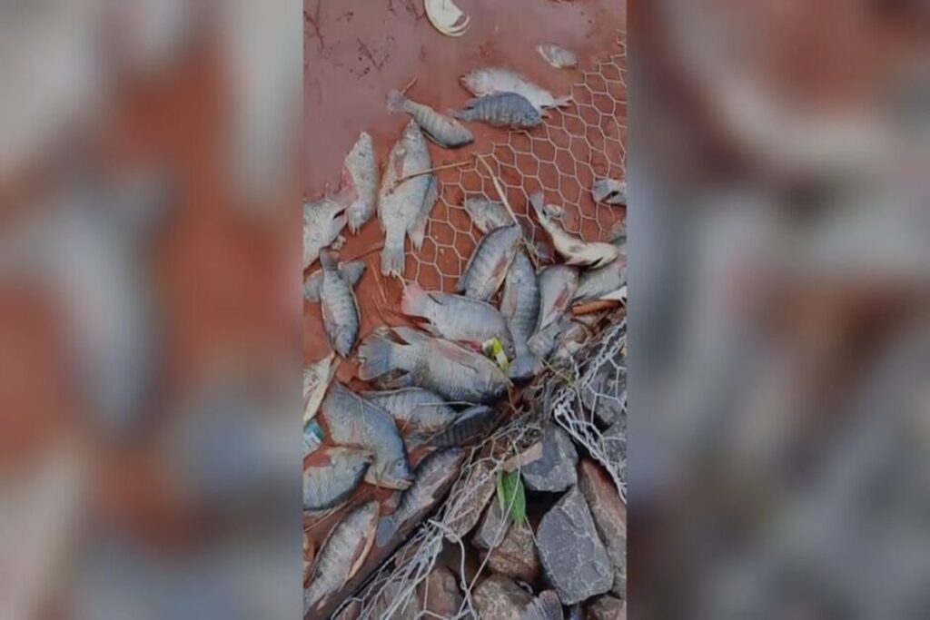 peixes-sao-encontrados-mortos-apos-corrego-transbordar-em-ms.-video