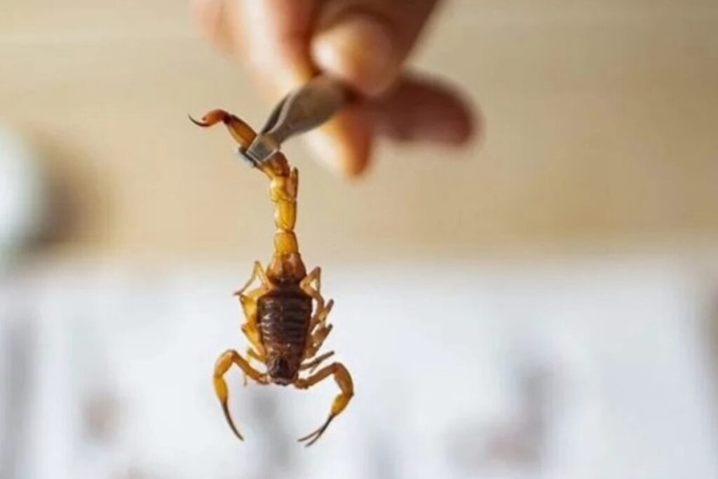 sao-paulo-registra-34-mil-acidentes-com-escorpiao-e-governo-faz-alerta