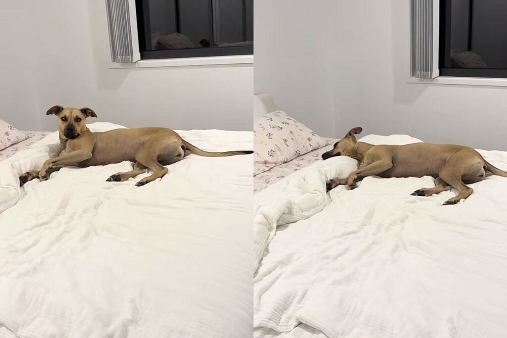 cadela-resgatada-viraliza-com-rotina-de-sono-de-princesa