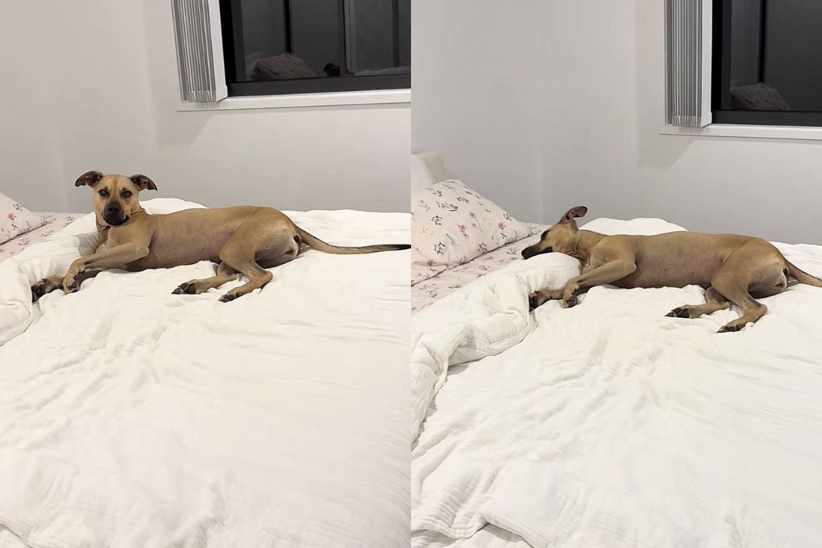 cadela-resgatada-viraliza-com-rotina-de-sono-de-princesa