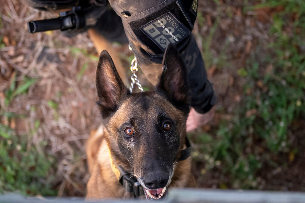 Cães policiais: conheça a tropa K9, os heróis de quatro patas da PCDF