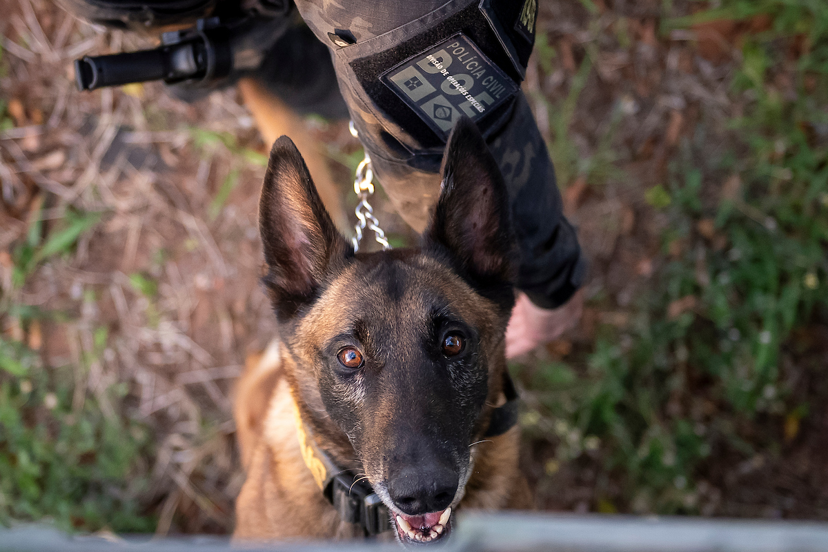 Cães policiais: conheça a tropa K9, os heróis de quatro patas da PCDF