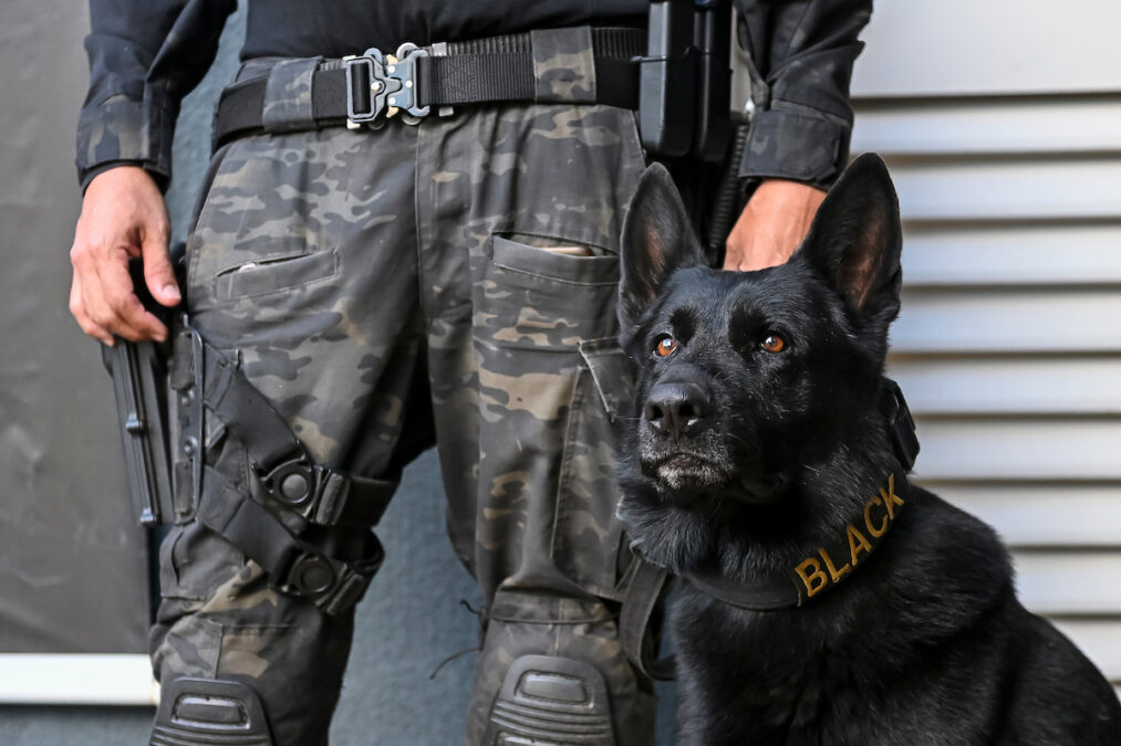 Tropa K9: veja descobertas inacreditáveis dos cães policiais da PCDF